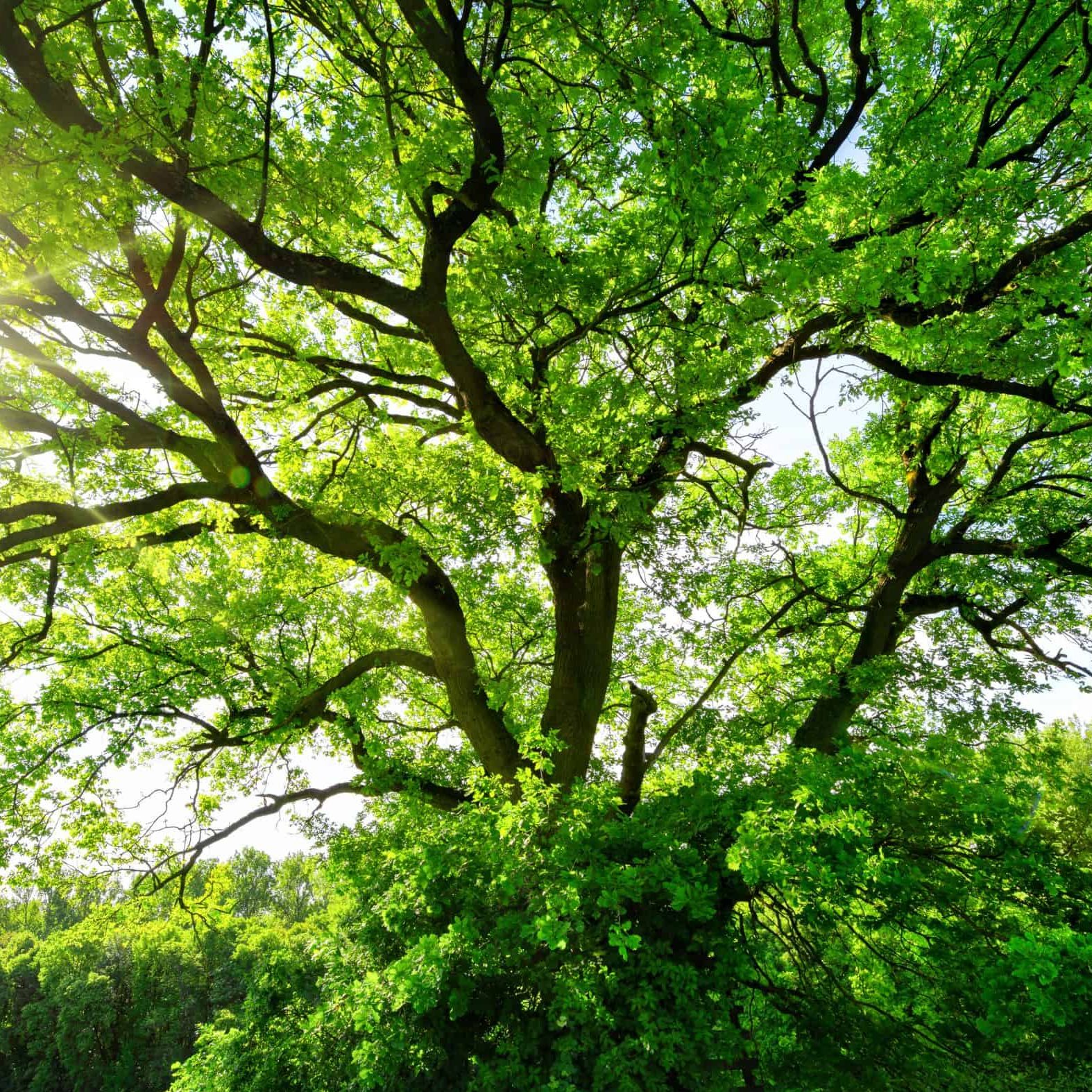 Tag des Baumes square